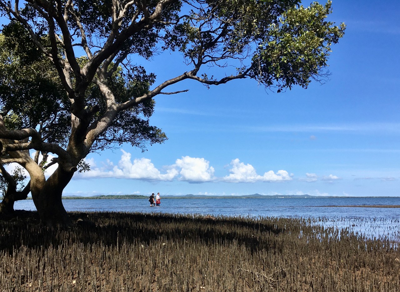 Mangroves, mudflats and minion management&nbsp;#2