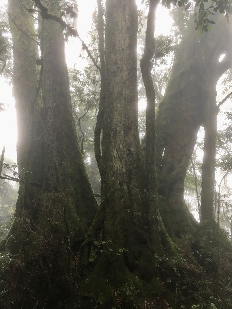 Ancient Antarctic Beech