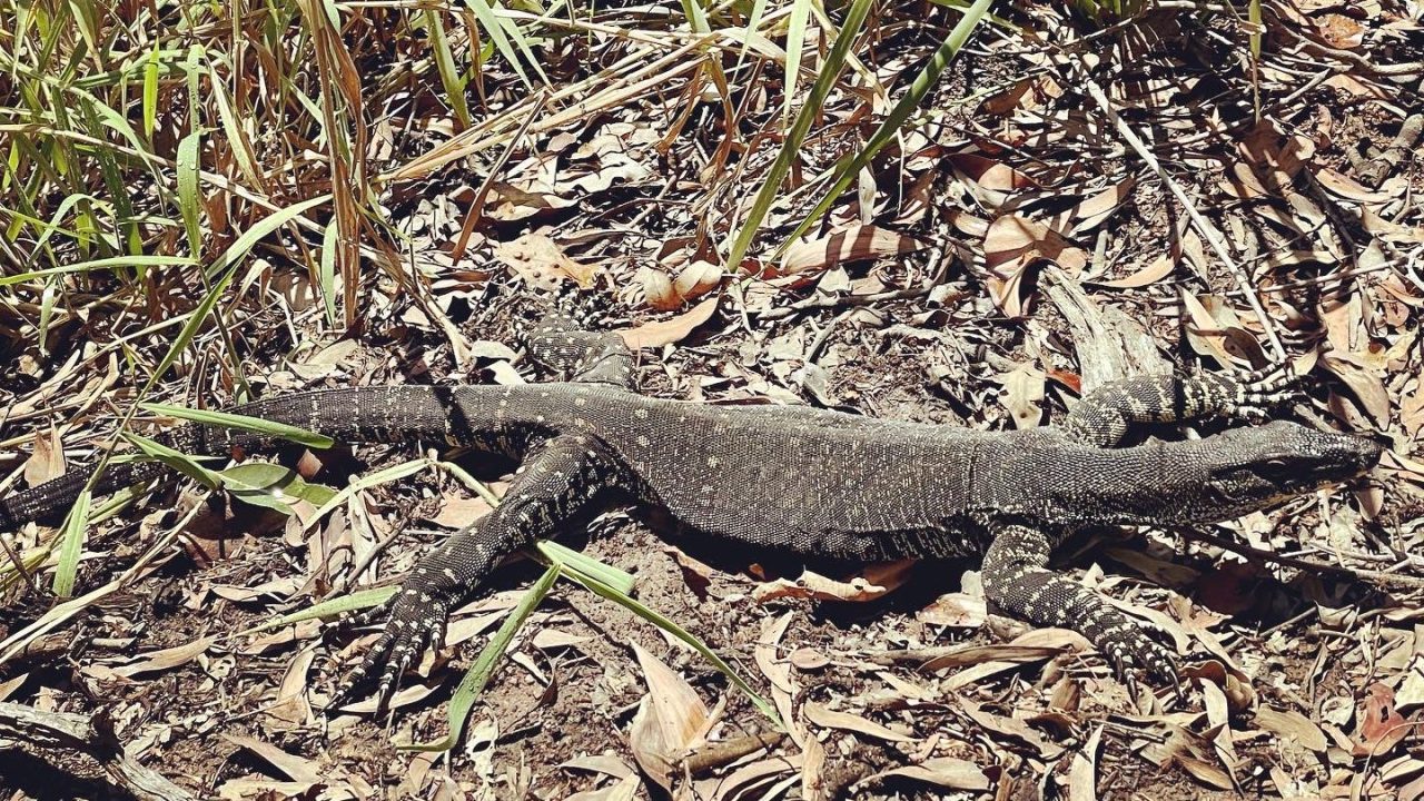 Wrestling goannas at Walkabout&nbsp;Creek